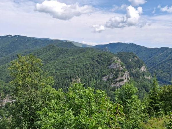 SAV: Horúčavy menia lesy rýchlejšie, než sme čakali